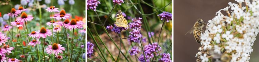 Bijen, vlinders en insecten in de tuin - Tuincentrum Roden