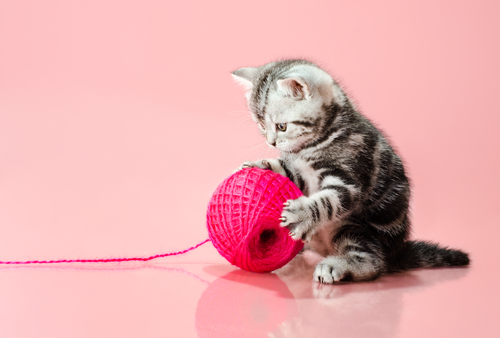 Alle dierenbenodigdheden van Jumper onder één dak nabij Assen!