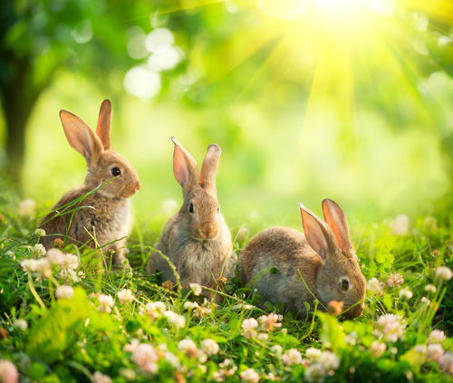 De leukste dierenwinkel in Groningen bij tuincentrum Roden!