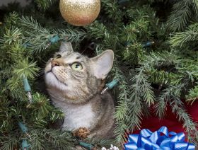 Kerstboom gevaarlijk voor huisdier