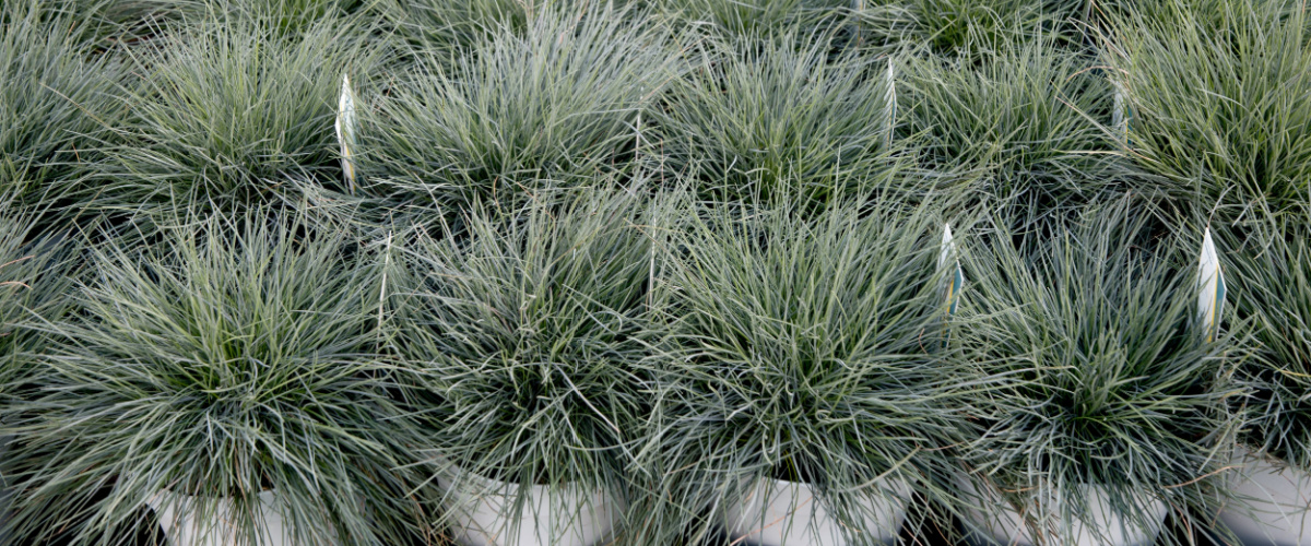 Festuca - Intense blue - Roden