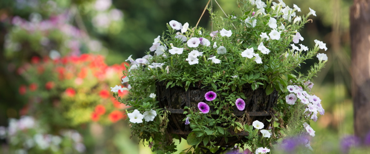 Hanging basket - Roden