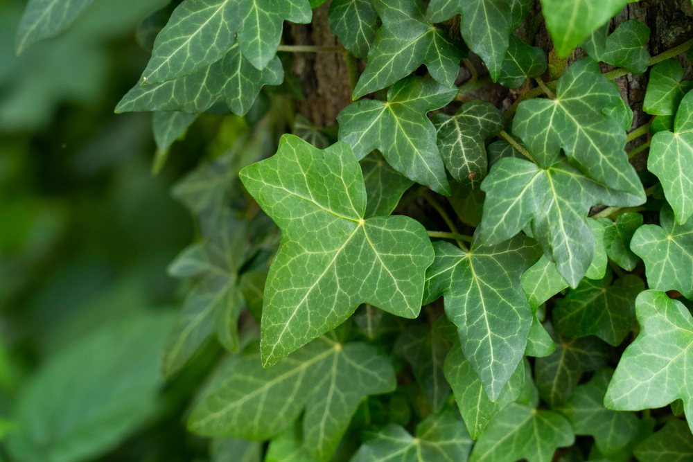 Klimplanten | Klimop | Hedera | tuincentrum Roden | Tuinplanten