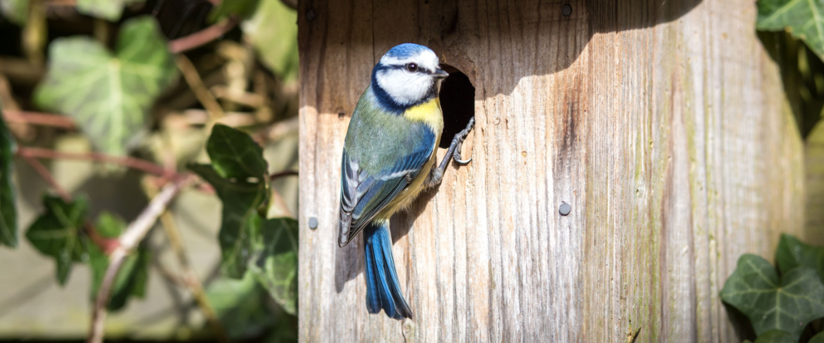 Help dieren de winter door - Roden