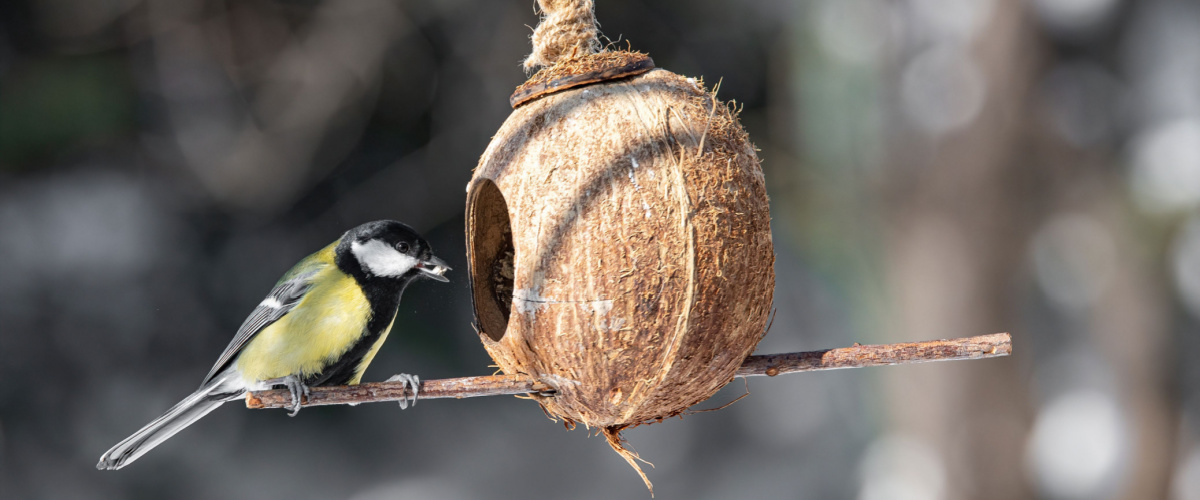 Help dieren de winter door - Roden