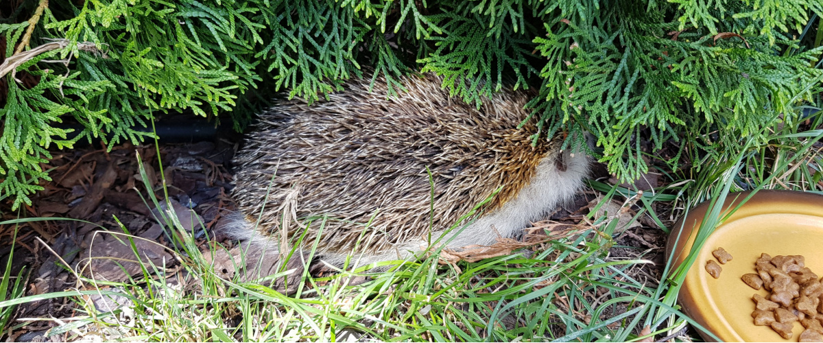 Help dieren de winter door - Roden