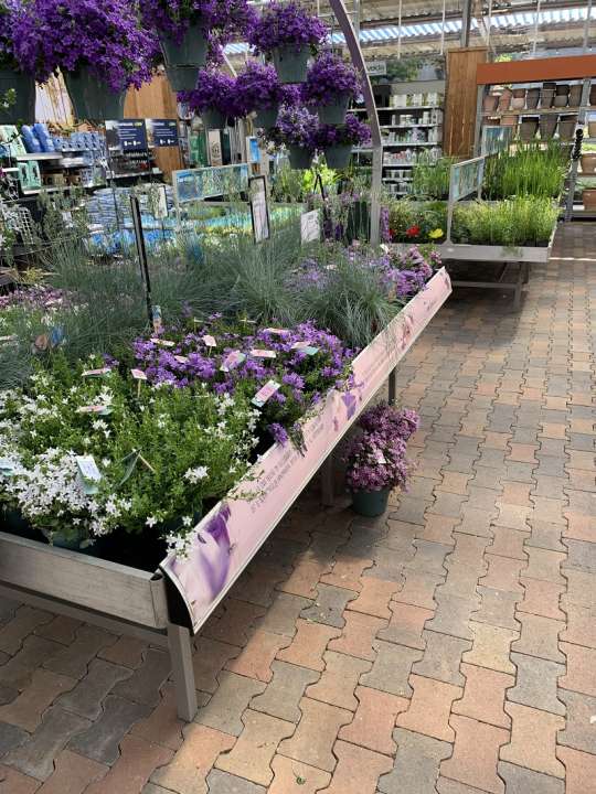 Tuinplanten Roden - zomerbloeiers