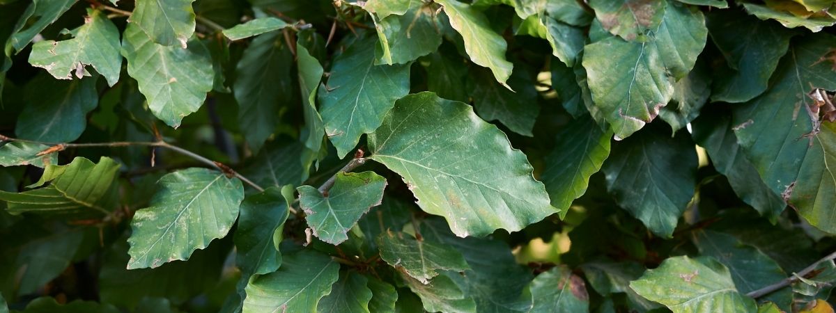 Inheemse planten - Roden