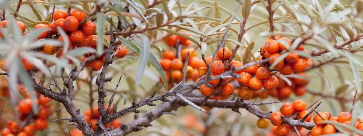 Inheemse planten - Roden
