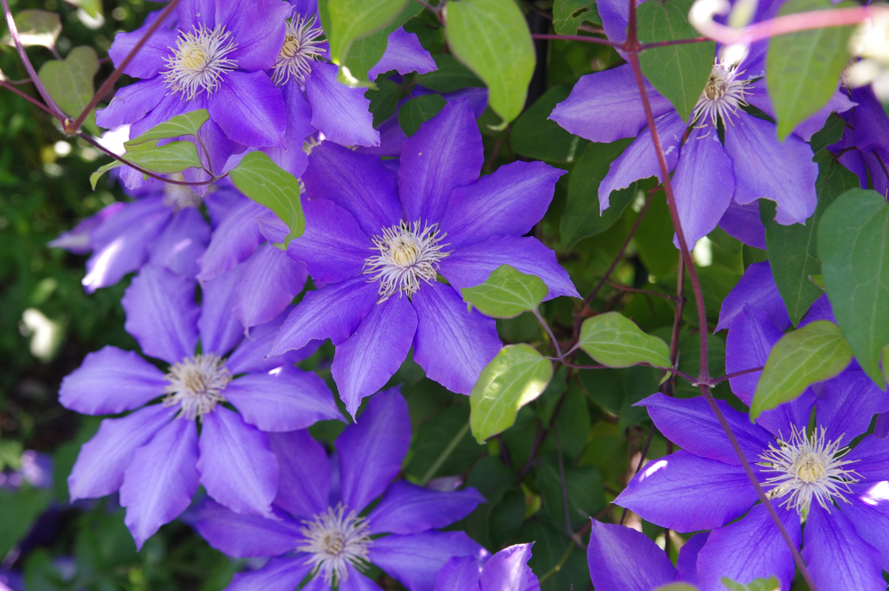 Klimplanten | belang | Clematis | tuincentrum Roden | Tuinplanten