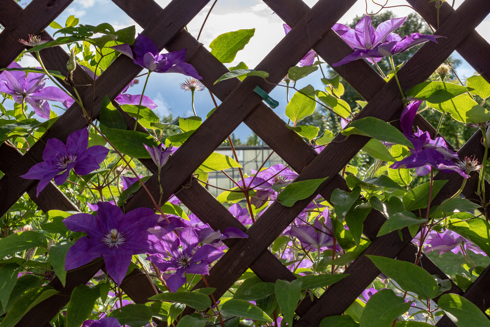 Klimplanten | Klimrek | hek | Clematis | tuincentrum Roden | Tuinplanten