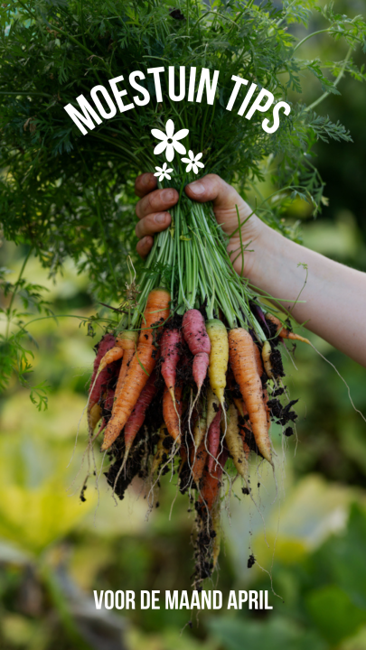 Bepaar een fortuin met je eigen moestuin. 
