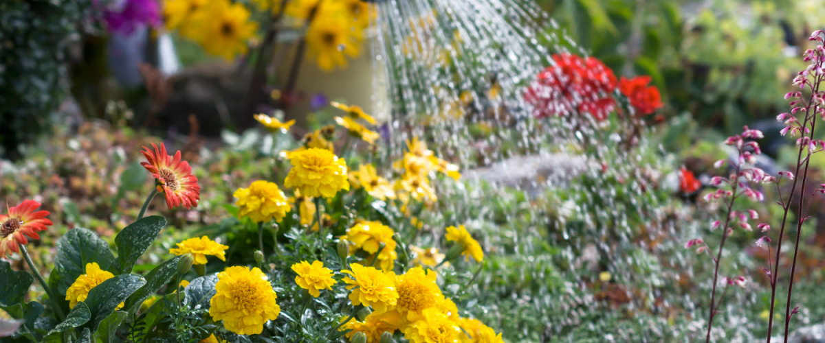 Planten water geven in de zomer - Roden