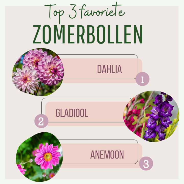Top 3 favoriete zomerbollen