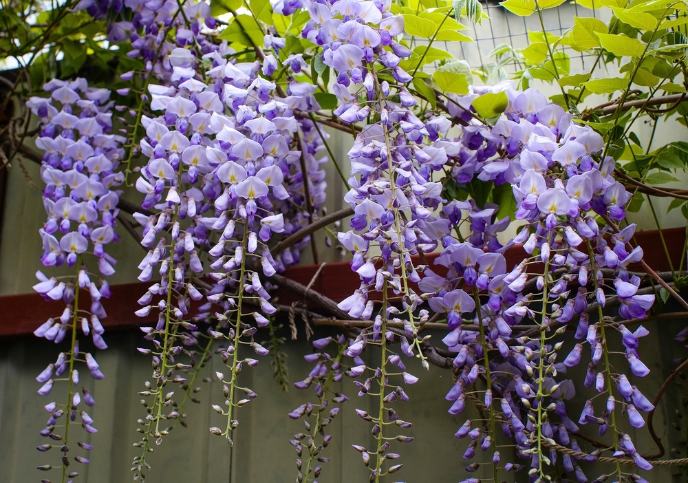 Klimplanten | Blauwe regen | Wisteria | tuincentrum Roden | Tuinplanten