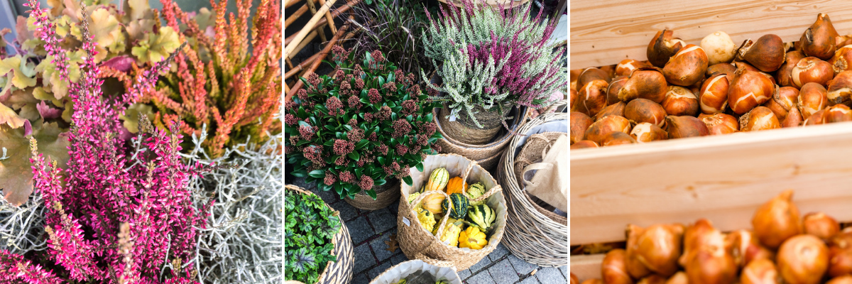 Herfst tuinplanten - Roden