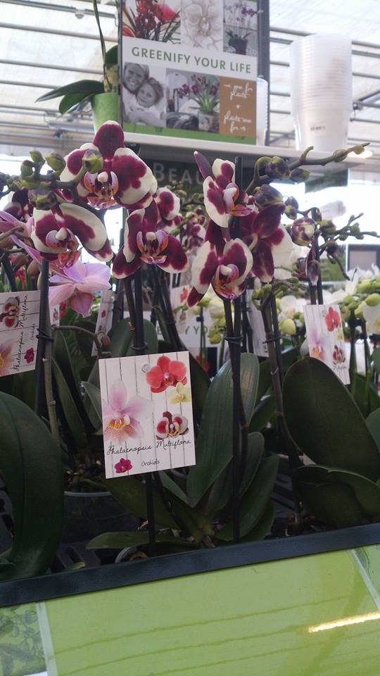 Populaire kamerplanten kopen bij Tuincentrum Roden
