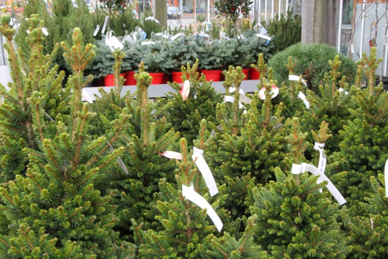 Echte kerstbomen - Tuincentrum Roden