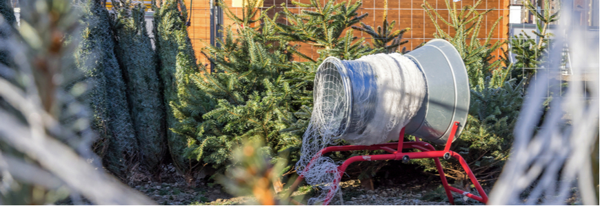 Nordmann kerstboom - Roden