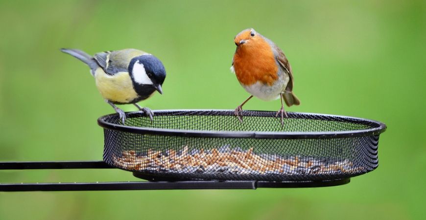 Vogels_Tuincentrum Roden