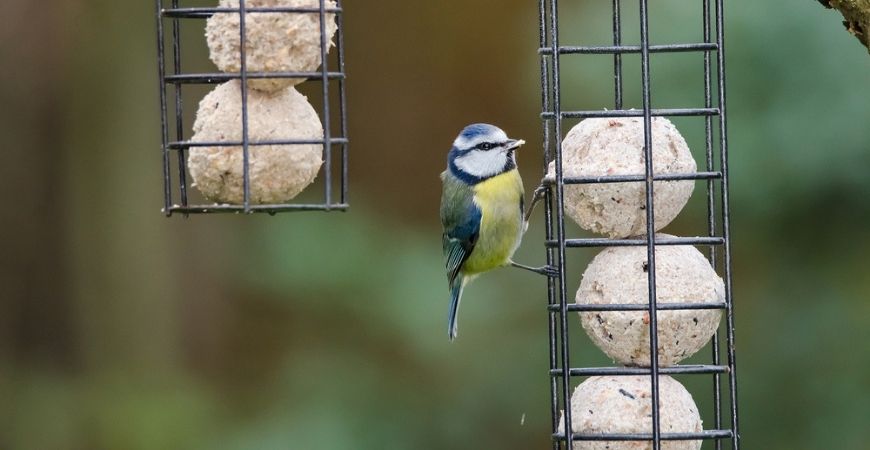 Vogels_Tuincentrum Roden