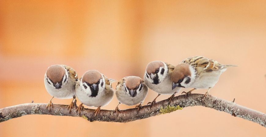 Vogels_Tuincentrum Roden