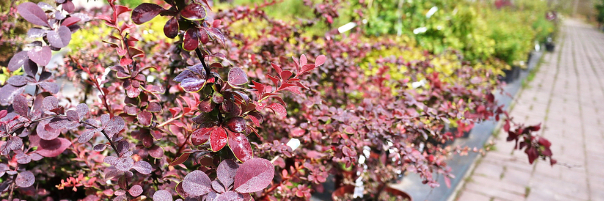 Tuinplanten herfst - Roden