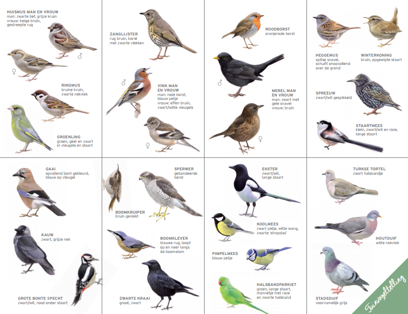 Inpakken Groene bonen bouwer Vogels in de tuin - Tuincentrum Roden