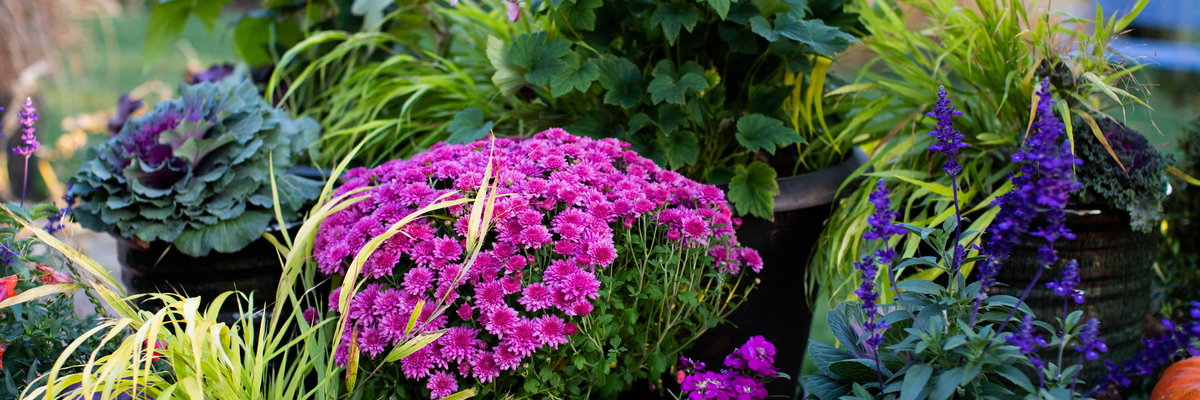 Herfst tuinplanten - Roden