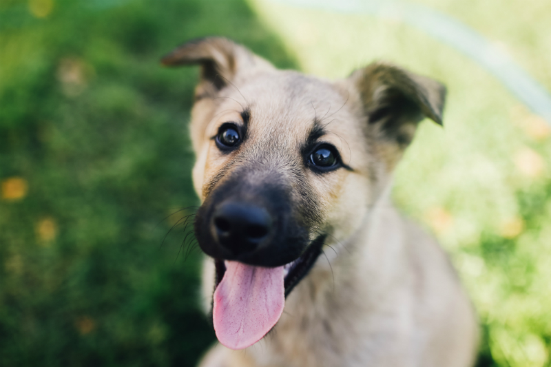 Honden Dierenwinkel Roden