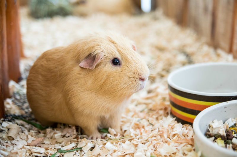 Knaagdieren Dierenwinkel Roden 