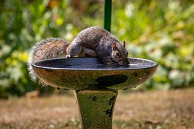 Help de eekhoorn en egel in de tuin