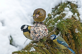 Help tuindieren in de winter