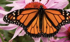 Het belang van biodiversiteit in je natuurlijke tuin!