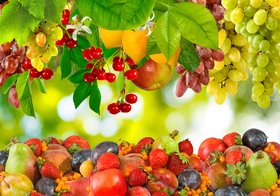 Hoe fruitbomen en fruitplanten bijdragen aan biodiversiteit