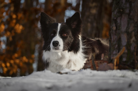 Huis- en tuindiertips tijdens koude winterdagen 