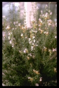 Fabaceae