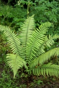 Aspidiaceae