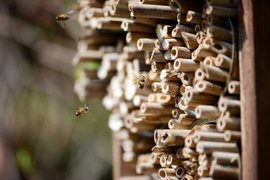 Bijen, vlinders en insecten in de tuin