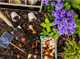 Bloembollen en zaden | Tuincentrum Roden