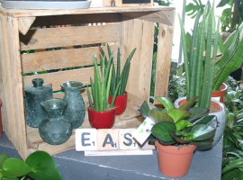 Cactus en vetplant kopen bij Tuincentrum Roden