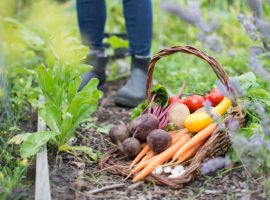 Moestuin