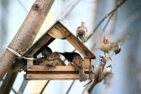 Dierenwinkel Roden - Tuinvogels en buitenvogels