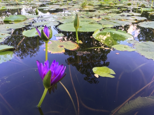 koop uw vijver benodigdheden bij tuincentrum Roden nabij Assen