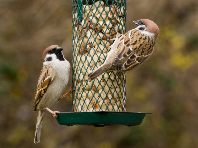 Dierenwinkel Roden - Tuinvogels en buitenvogels