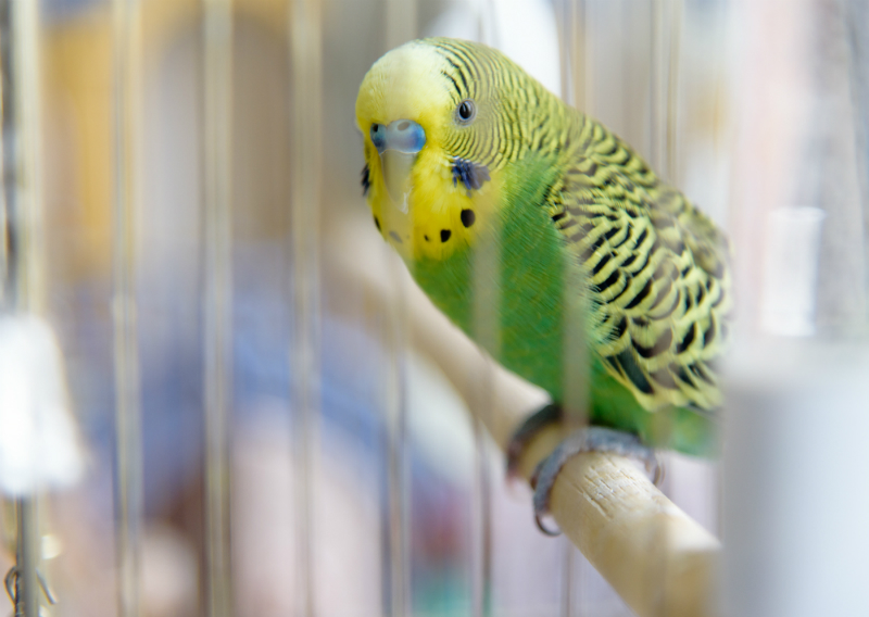 Dierenwinkel Roden - Tuinvogels en buitenvogels